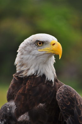 Bald Eagle_32a.JPG