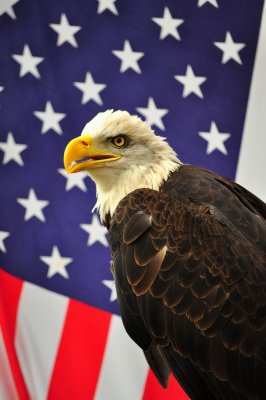 Bald Eagle_48A.jpg