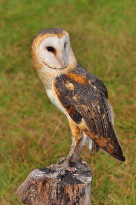 Barn Owl_4A.jpg