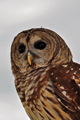 Barred Owl_4A.jpg
