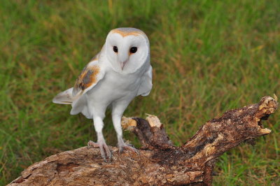 European Barn Owl_01A.jpg