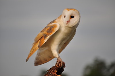 European Barn Owl_17A.jpg