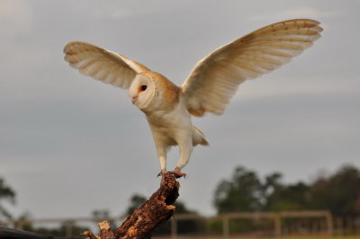 European Barn Owl_22A.jpg