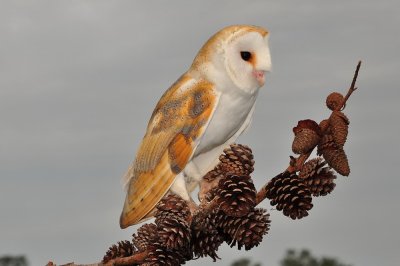 European Barn Owl_28A.jpg