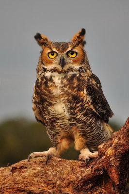 Great Horned Owl_02B.jpg