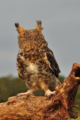 Great Horned Owl_04A.jpg