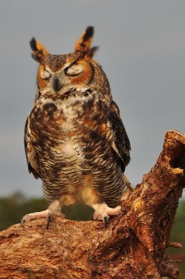 Great Horned Owl_08A.jpg