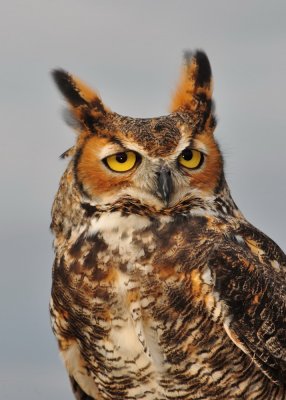 Great Horned Owl_21A.jpg