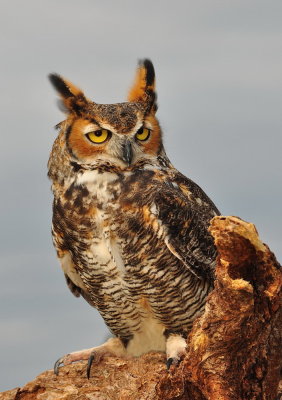 Great Horned Owl_23A.jpg