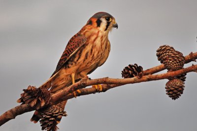 Merlin Falcon_05A.jpg