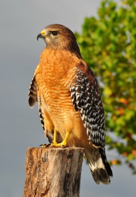 Red Shouldered Hawk_19A.jpg