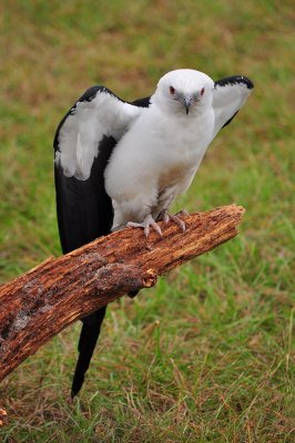 Swallow Tailed Kite_03A.jpg