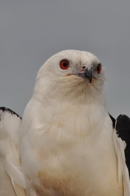 Swallow Tailed Kite_18B.jpg