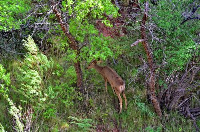 Zion NP_08.JPG