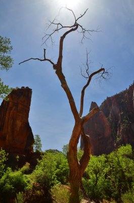 Zion NP_29.JPG