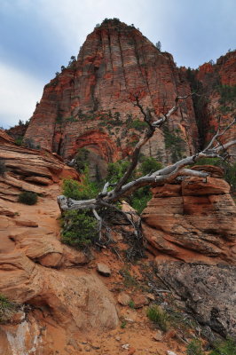 Zion NP_52.JPG