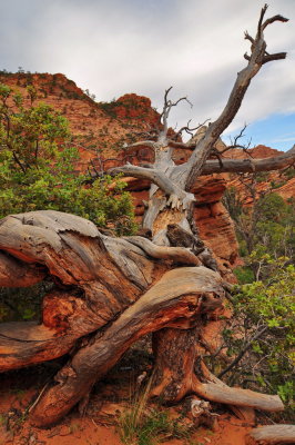Zion NP_53.JPG