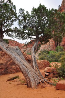 Zion NP_54.JPG