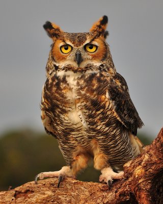 Great Horned Owl.jpg