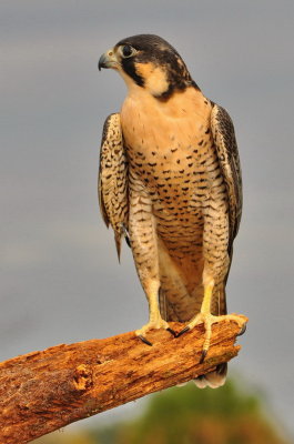 Peregrine Falcon.jpg