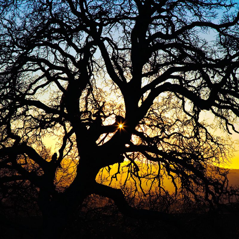 Silhouette Oak