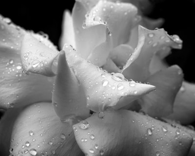 Rose after Rain