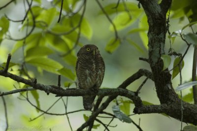 Barred Jungle Owlet