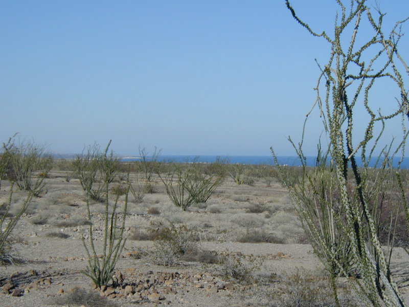 the Sea of Cortez