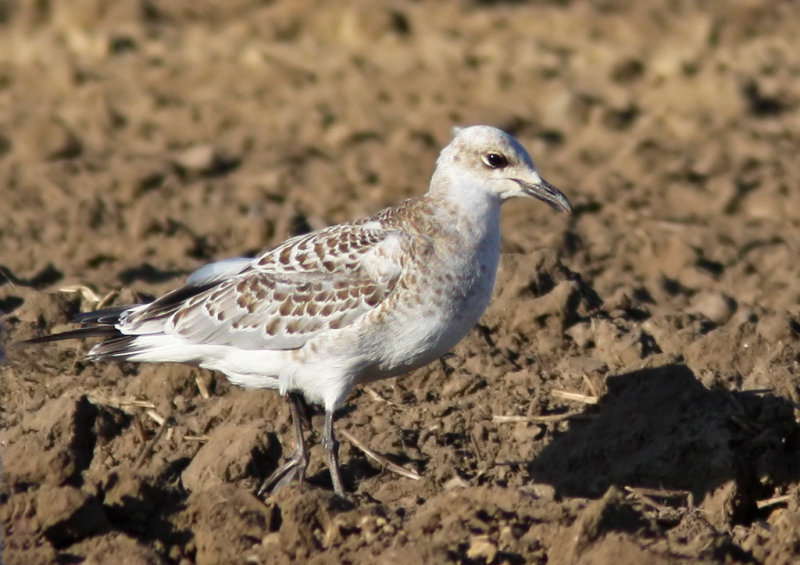 Svarthuvad ms - Mediterranean Gull (Larus melanocephalus)