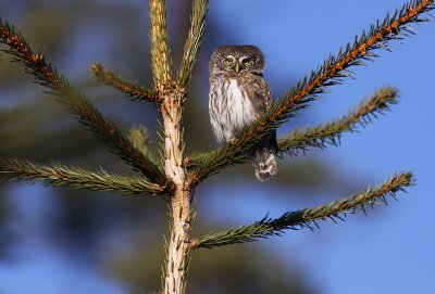 Sparvuggla - Pygmy Owl (Glaucidium passerinum)