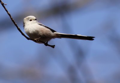 Stjrtmes - Long-tailed Tit (Aegithalos caudatus)