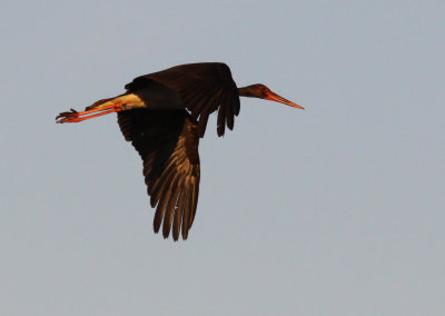 Svart stork - Black Stork (Ciconia nigra)