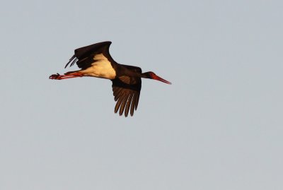 Svart stork - Black Stork (Ciconia nigra)