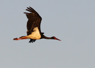 Svart stork - Black Stork (Ciconia nigra)