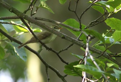 Lundsångare - Greenish Warbler (Phylloscopus trochiloides)