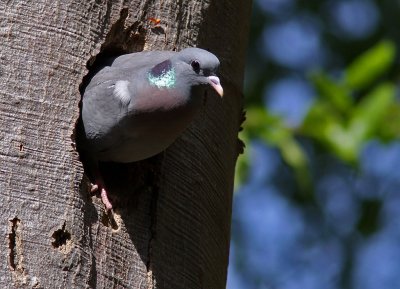 Skogsduva - Stock Dove (Columba oenas)