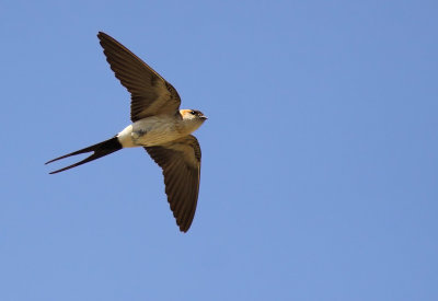 Rostgumpsvala - Red-rumped Swallow (Hirundo daurica)