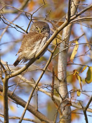 Sparvuggla - Pygmy Owl (Glaucidium passerinum)