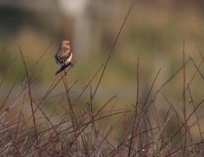 Kaspisk buskskvtta - Caspian Stonechat (Saxicola maurus hemprichii)