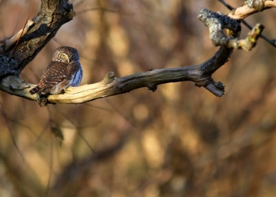 Sparvuggla - Pygmy Owl (Glaucidium passerinum)