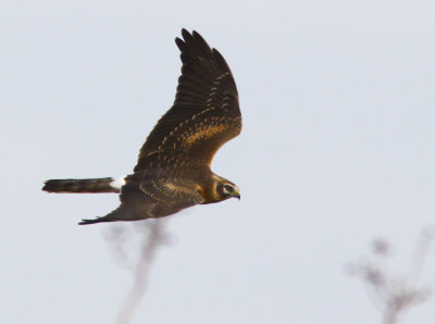 Stpphk - Pallid Harrier (Circus macrourus)