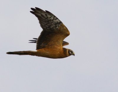 Stäpphök - Pallid Harrier (Circus macrourus)