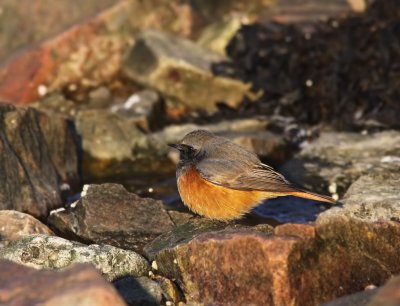 Östlig svart rödstjärt - Central asiatic Black redstart - (Phoenicurus ochruros phoenicuroides)