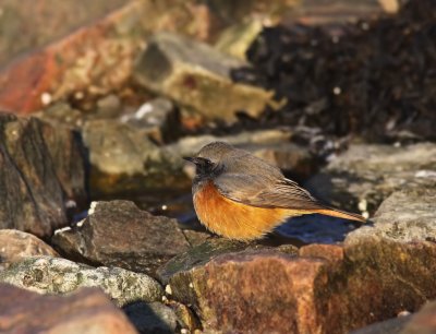 stlig svart rdstjrt - Central asiatic Black redstart - (Phoenicurus ochruros phoenicuroides)