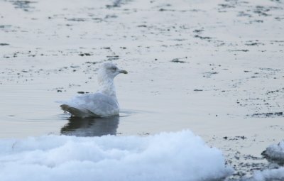 Vitvingad trut - Iceland Gull (Larus glaucoides)