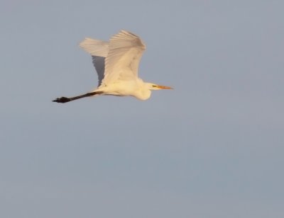 Ägretthäger - Great Egret (Egretta alba)