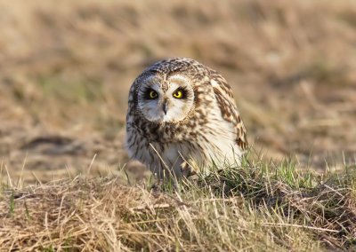 Jorduggla - Short-eared Owl (Asio flammeus)