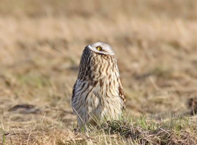 Jorduggla - Short-eared Owl (Asio flammeus)