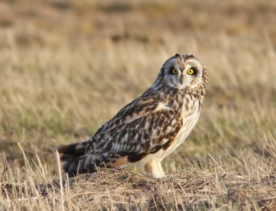 Jorduggla - Short-eared Owl (Asio flammeus)