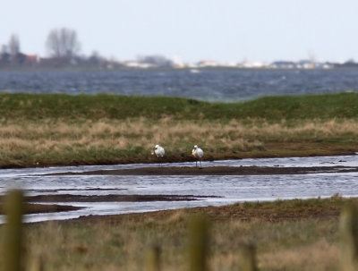 Skedstork - Eurasian Spoonbill (Platalea leucorodia)